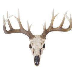 Hjortekranie med gevir - stort jagttrof som vgdekoration - Hjort