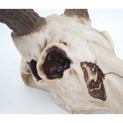 Hjortekranie med gevir - stort jagttrof som vgdekoration - Hjort