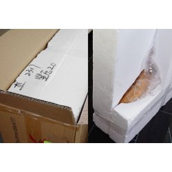 Tyrekranie med horn - jagttrof som vgdekoration - Tyr