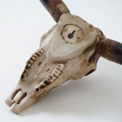 Tyrekranie med horn - lille jagttrof som vgdekoration - Tyr med dekoration