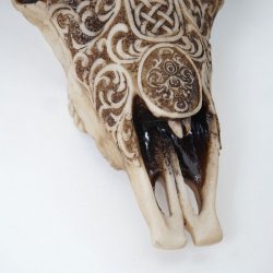 Tyrekranie med horn - lille jagttrof som vgdekoration - Tyr med dekoration