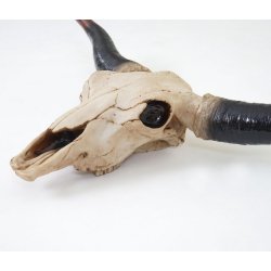 Tyrekranie med horn - stort jagttrof som vgdekoration - Tyr