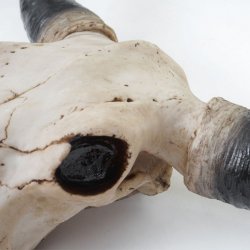 Tyrekranie med horn - stort jagttrof som vgdekoration - Tyr