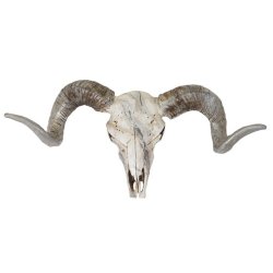 Vdderkranie med horn - stort jagttrof som vgdekoration - Vdder