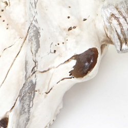 Vdderkranie med horn - stort jagttrof som vgdekoration - Vdder