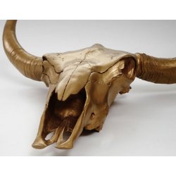 Tyrekranie med horn - stort jagttrof som vgdekoration - Tyr i guld