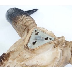 Tyrekranie med horn - stort jagttrof som vgdekoration - Tyr med dekoration