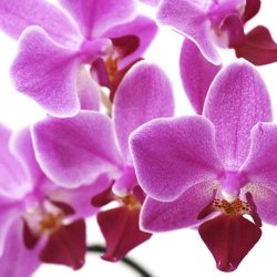 Rumdeler med 2 orkide motiver - foldbar sk�rmv�g/skillev�g 180 x 120 cm