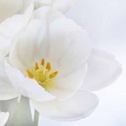 Rumdeler med 2 orkide motiver - flytbar foldev�g/foldesk�rm 180 x 240 cm