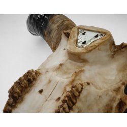 Tyrekranie med horn - jagttrof som vgdekoration - Tyr