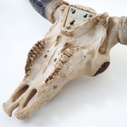 Tyrekranie med horn - stort jagttrof som vgdekoration - Tyr