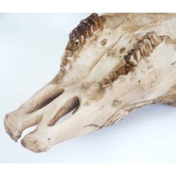 Tyrekranie med horn - stort jagttrof som vgdekoration - Tyr med dekoration