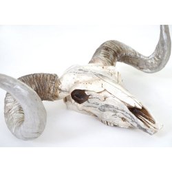 Vdderkranie med horn - stort jagttrof som vgdekoration - Vdder