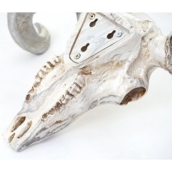 Vdderkranie med horn - stort jagttrof som vgdekoration - Vdder