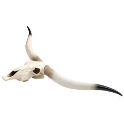 Jagttrof - stort tyrekranie med horn - Tyr med lange store horn