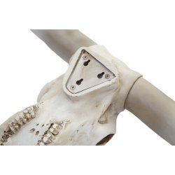 Jagttrof - stort tyrekranie med horn - Tyr med lange store horn