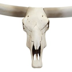 Jagttrof - stort tyrekranie med horn - Tyr med lange store horn